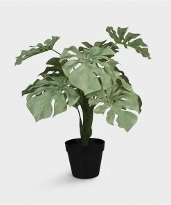&klevering Green Monstera