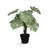 &klevering Green Monstera