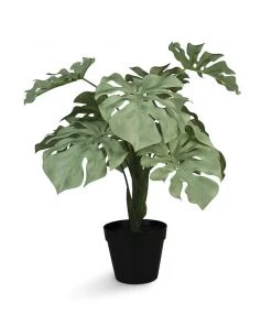 &klevering Green Monstera